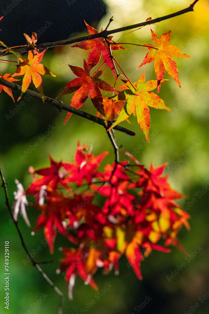 日本 青森県黒石市にある中野もみじ山のライトアップされた紅葉 日本 青森県黒石市にある中野もみじ山のライトアップされた紅葉
