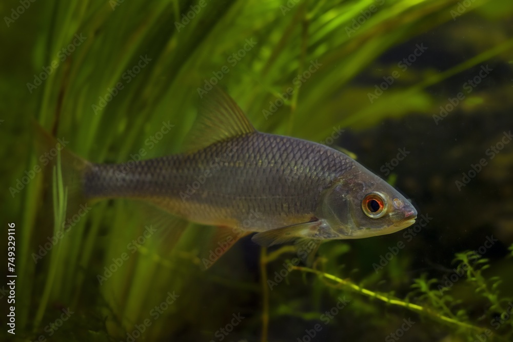 captive omnivore wild freshwater fish common roach, European river planted biotope aquarium, adaptable coldwater elodea, bur-reed aquatic plant species, LED low light, shallow dof, blur background