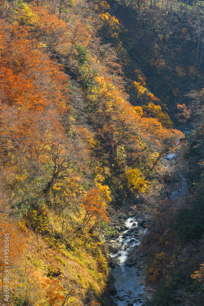 日本　青森県青森市の十和田八幡平国立公園内にある城ヶ倉大橋から見える城ヶ倉渓流の紅葉