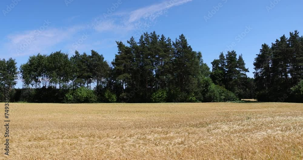 yellow wheat field in the summer, beautiful golden ripe wheat ears in the summer