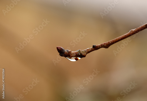 Rain, plant and closeup of wet twig with water drop, morning dew and environment in garden, backyard and landscape. Bokeh, nature and tree branch in countryside, rainforest or woods in winter