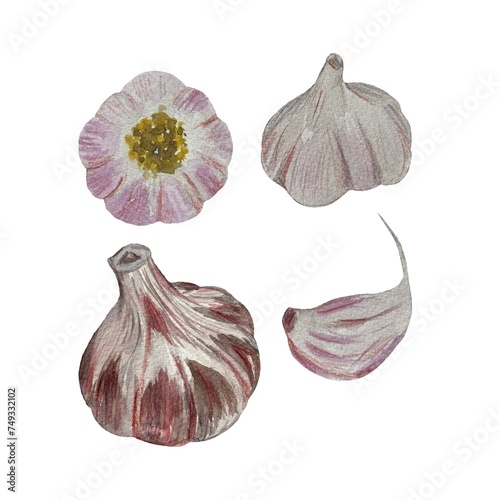 Garlic clove violet set a watercolor illustration 