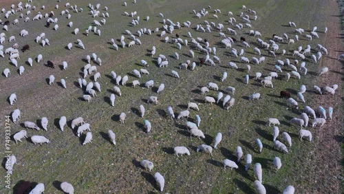 Flock of sheep around the town of Caracena. Municipality of Caracena. Province of Soria. Castile and Leon. Spain. Europe photo