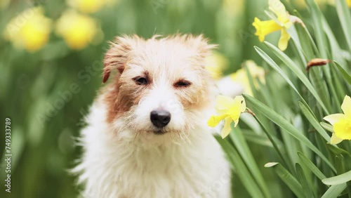 Cute happy dog face looking through the daffodil easter flowers and wagging tail in spring