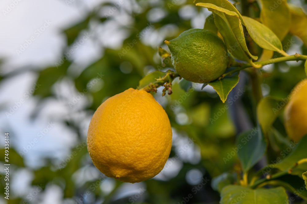 Lemon. Ripe Lemons hanging on a lemon tree. Growing Lemon 7