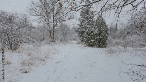 Wallpaper Mural A beautiful walk through the winter forest. Trees, branches and bushes in the snow. Snow everywhere. The path in the forest is covered with snow. Torontodigital.ca