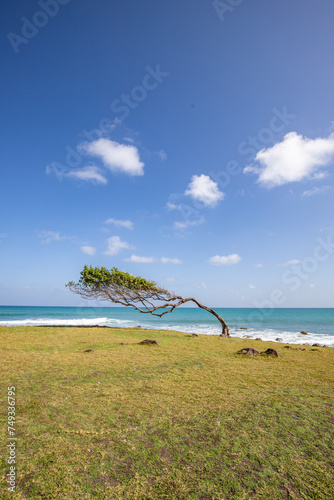 Nature in a special way, trees grow with the wind, in an open space by the sea, a unique tree is created. Pure Caribbean at Pointe Allègret, Guadeloupe, French Antilles, France