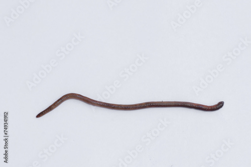 Earthworm isolated on white, Worms as traditional medicine