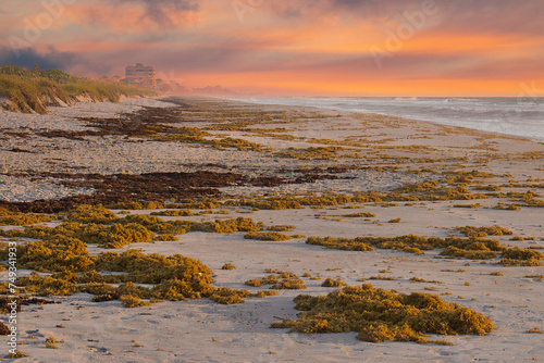 Sargassum seaweed bloom on a beach in Indialantic Florida