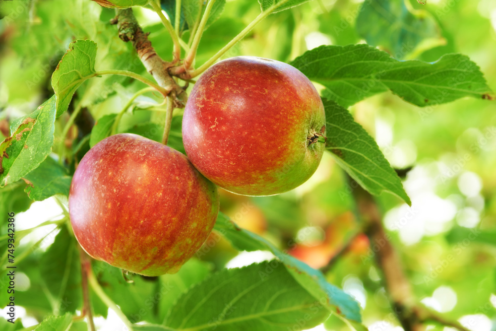 Apple, tree and fruit closeup with leaves outdoor in farm, garden or orchard in agriculture or nature. Organic, food and farming in summer with sustainability, growth and healthy environment Apple, tree and fruit closeup with leaves outdoor in farm, garden or orchard in agriculture or nature. Organic, food and farming in summer with sustainability, growth and healthy environment