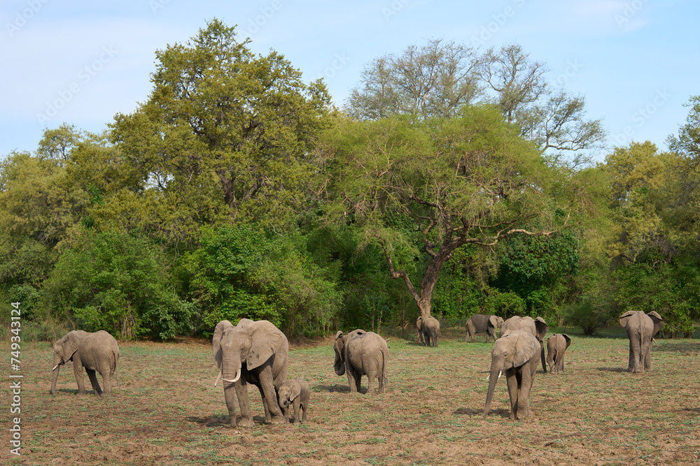 Naklejka premium Group of African Elephant (Loxodonta africana) in South Luangwa National Park, Zambia 
