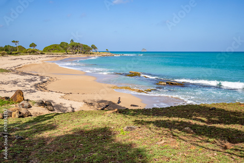 Fototapeta Naklejka Na Ścianę i Meble -  Nature in a special way, trees grow with the wind, a dreamlike landscape right on the Turquoise Sea. Deserted sandy beaches in the Caribbean. Pointe Allègre on Basse Terre, Guadeloupe, French Antilles