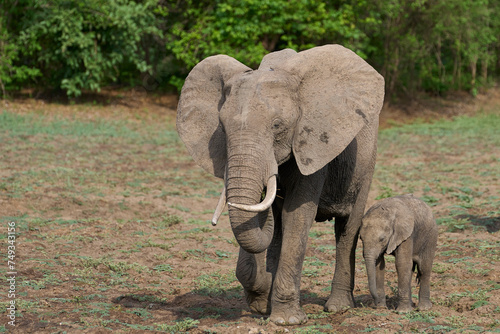 African Elephant (Loxodonta africana) with calf in South Luangwa National Park, Zambia