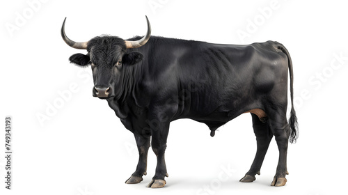 Black Cow isolated on a white background