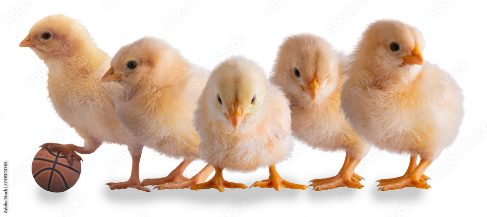Starting basketball line of yellow chicks Starting basketball line of yellow chicks