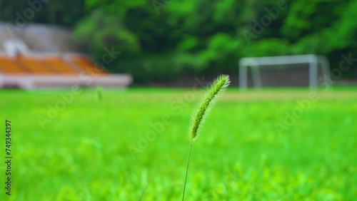green foxtail grass in the park
