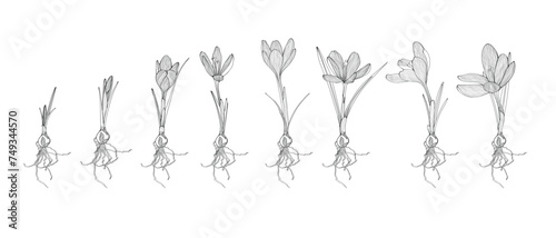 Saffron graphic flower black white isolated sketch. Crocus germination from corm bulb to sprouts to flower. Set illustration with flowers bulbs. Life cycle phases evolution.