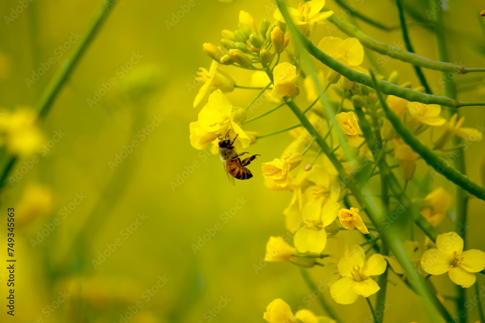 Bee collecting nectar from a bright yellow rapeseed flower amidst green foliage