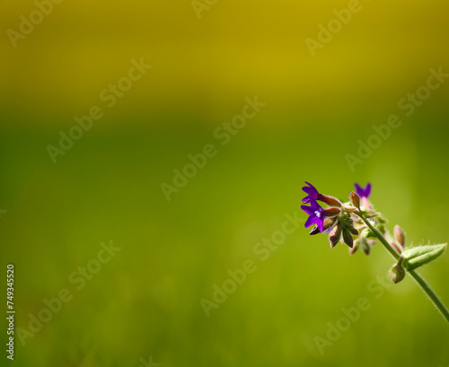 Vibrant purple bugloss flower with delicate petals in a natural meadow