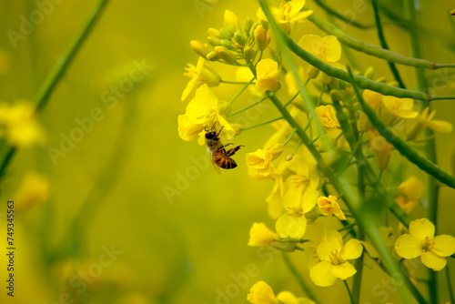 Bee collecting nectar from a bright yellow rapeseed flower amidst green foliage
