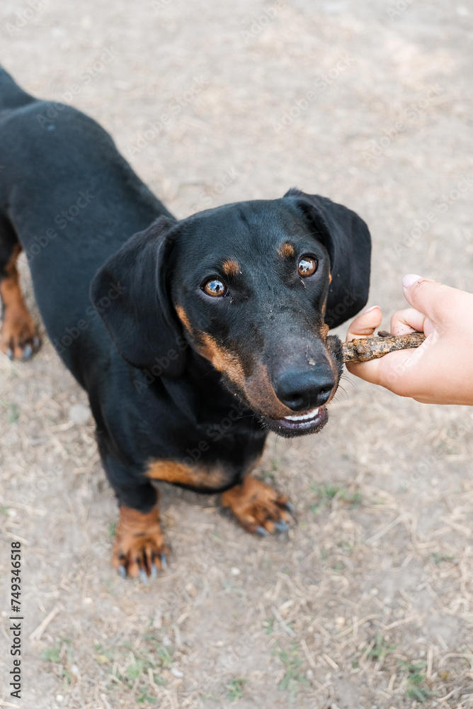 dachshund playing with a stick with his owner dachshund playing with a stick with his owner