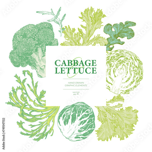 Hand drawn cabbage and lettuce. Engraved style graphic elements. Square frame border design photo