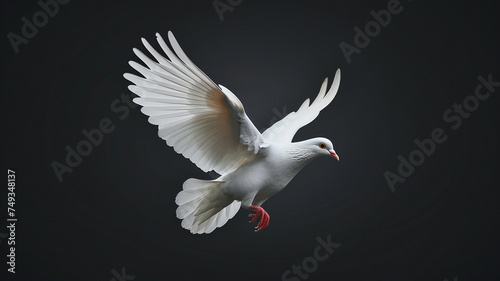 A graceful white dove on black background, a symbol of peace and purity.