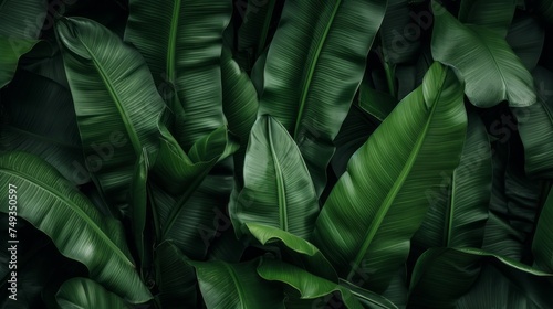 The texture of tropical Green banana leaves in a dark forest. Horizontal Nature Background.