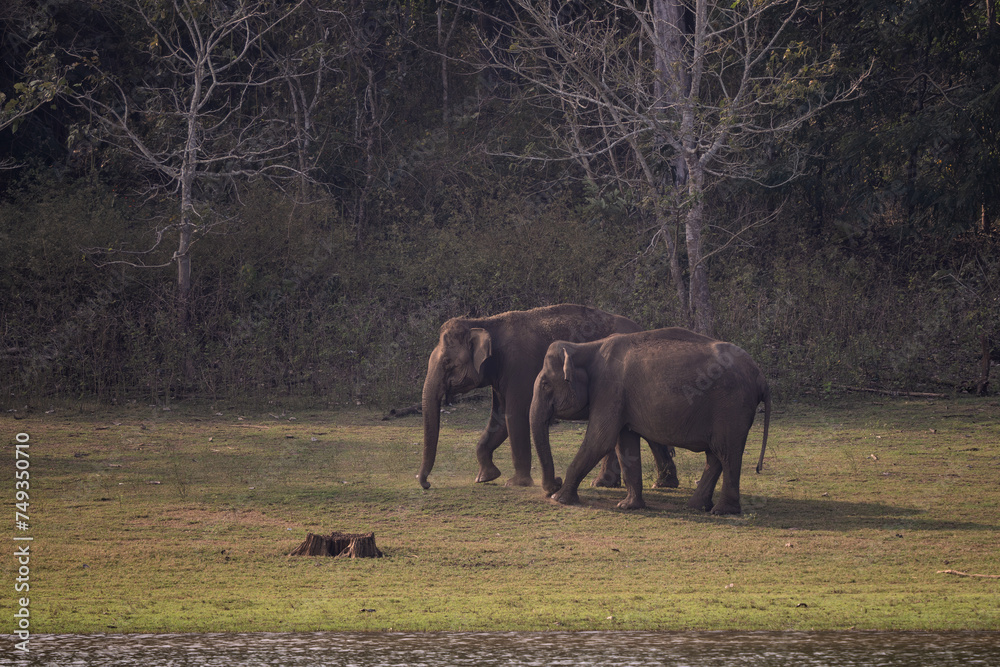 Φωτογραφία Asian Elephant - Elephas maximus, beautiful large iconic mammal from Asian forests and woodlands, Nagarahole Tiger Reserve, India