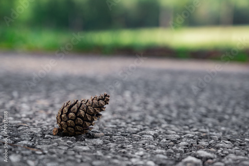 Pinecone isolated on ground selective focus