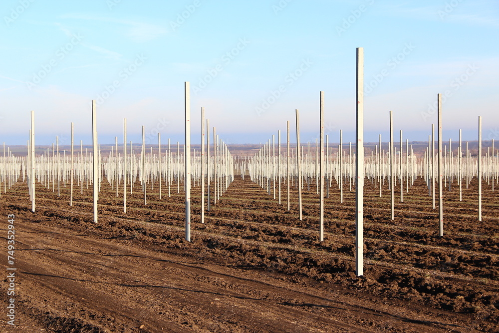 Modern agricultural field, fruit tree plantation in winter