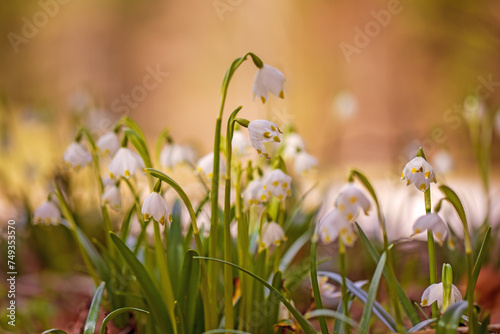 Märzenbecher - Frühling - Allgäu - Blume