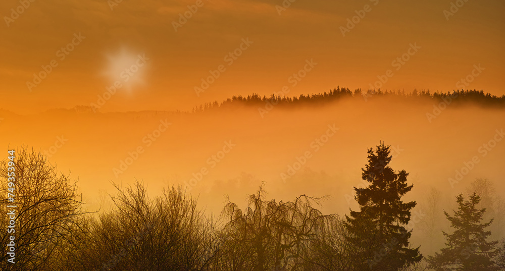 Tree, forest and mountain mist as landscape for countryside growth at sunset as panorama, environment or nature. Woods, fog and hill with sunlight in summer for travel adventure, outdoor or horizon