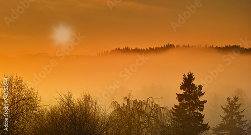 Tree  forest and mountain mist as landscape for countryside growth at sunset as panorama  environment or nature. Woods  fog and hill with sunlight in summer for travel adventure  outdoor or horizon