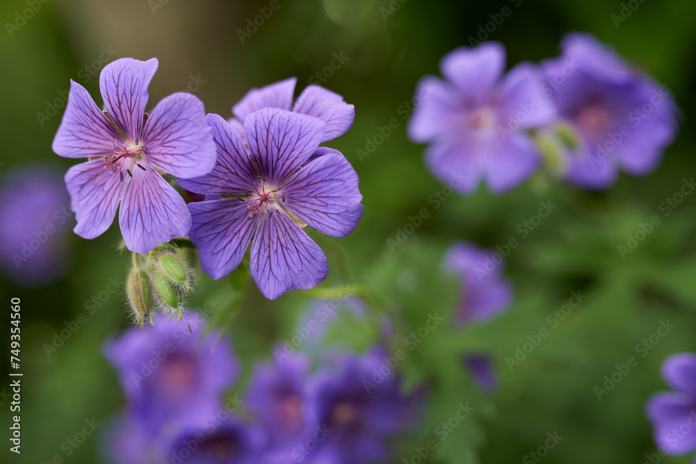 Flower, cranesbill and bloom in outdoors for nature, horticulture and conservation of meadow. Plants, calm and growth in sustainability of countryside, ecosystem and botany for environment on travel Flower, cranesbill and bloom in outdoors for nature, horticulture and conservation of meadow. Plants, calm and growth in sustainability of countryside, ecosystem and botany for environment on travel