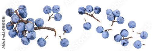 Fresh blackthorn berries with twig, prunus spinosa isolated on white background with full depth of field