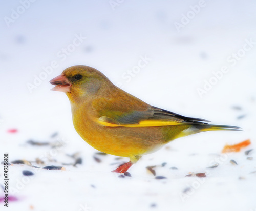 Bird, snow and nature with feather in natural environment for wildlife, ecosystem and fly outdoor. Animals, greenfinch and bills with color in habitat and standing for survival in winter weather