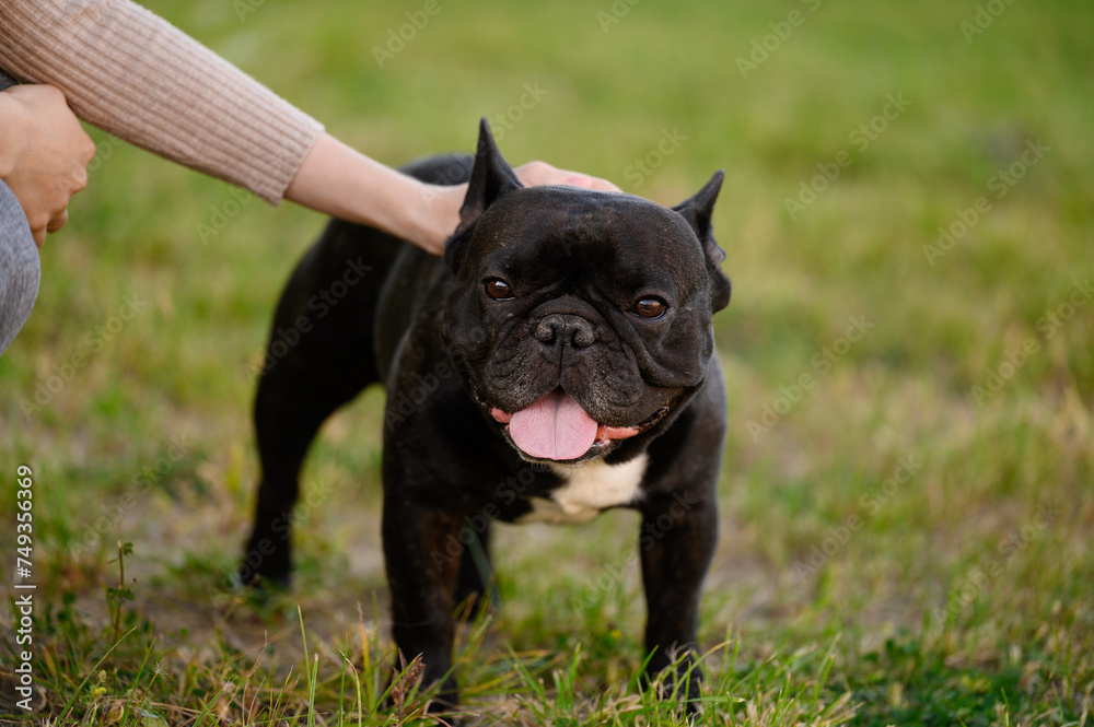 Owner strokes a black French bulldog on the lawn with her hand during a walk, showing love for the dog. Human-dog friendship concept, fighting stress and depression