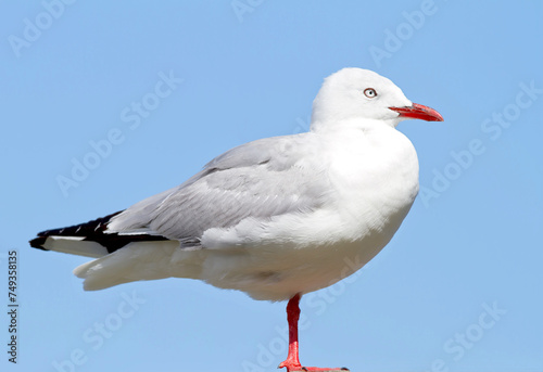 Bird, outdoors and blue sky in nature, flight and avian animal in the wild. Seagull, wildlife and feathers for gulls native for shorelines, sea and closeup of bill for birdwatching or birding © SteenoWac/peopleimages.com