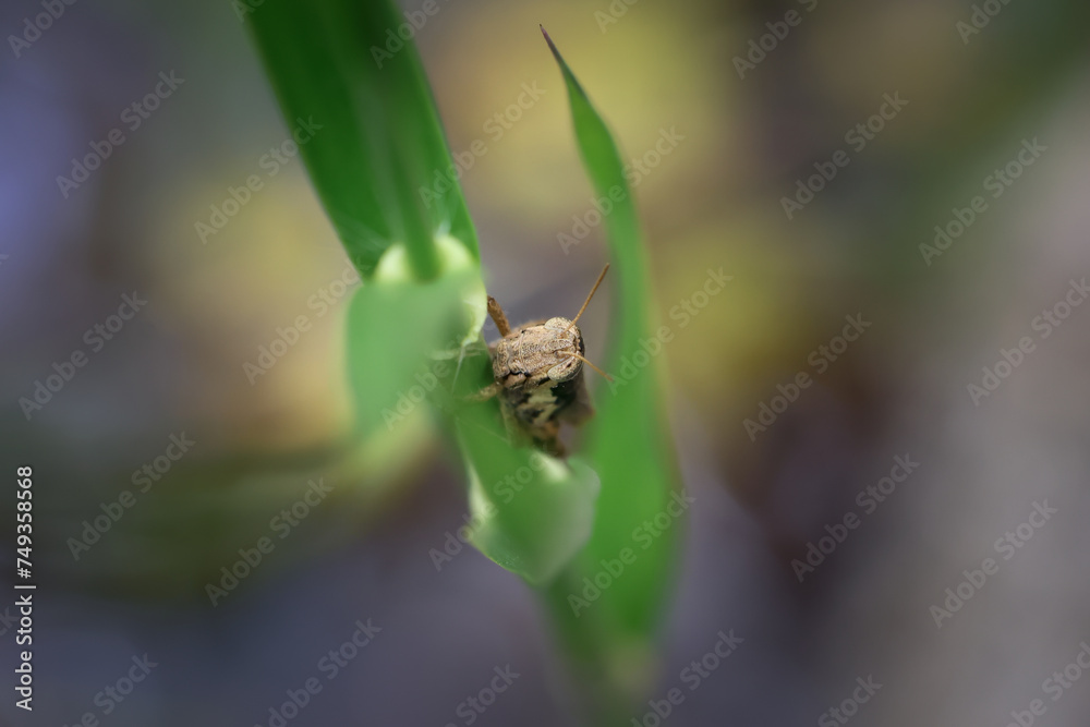 Naklejka premium closeup big-eyed grasshopper on grass Selective focus on grasshoppers on a bright green background. Looks refreshing.