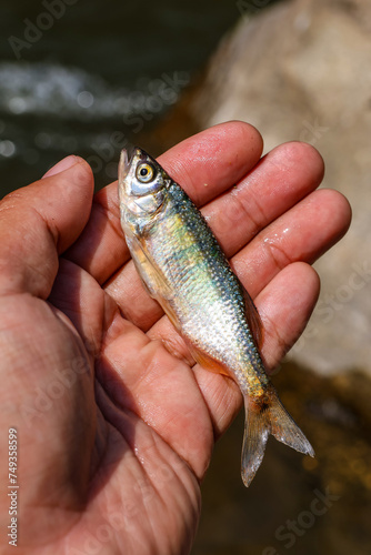 Fototapeta Naklejka Na Ścianę i Meble -  closeup small fish in hand Fish from a river in the forest in Thailand during the summer Beautiful wide-eyed fish with beautiful patterns and colored scales.