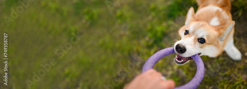 Foto Banner, happy Pembroke Welsh Corgi dog plays with his owner with a ring toy in park, trying to snatch it from his owner hands