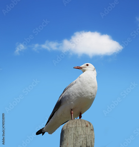 Bird, sky and nature with summer, cloud and wildlife for ornithology and birdwatching. Hartlaubs gull, closeup and animal. with feather, wings and habitat outdoor for seagull and south africa fauna