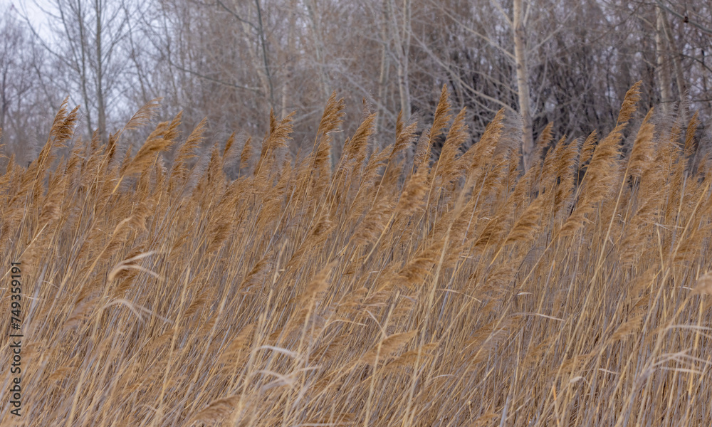 thick reeds against the background of the forest move from the wind and snow falls thick reeds against the background of the forest move from the wind and snow falls