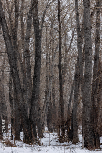dense winter forest with dark tree trunks 