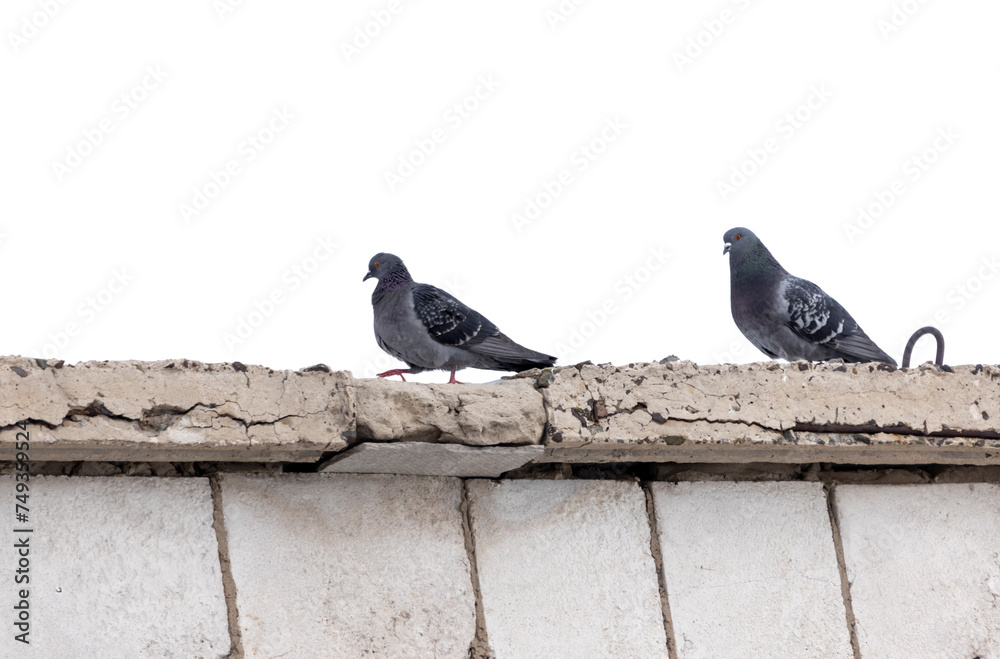 Obraz premium city ​​pigeon sitting on the roof of a building against a white sky 