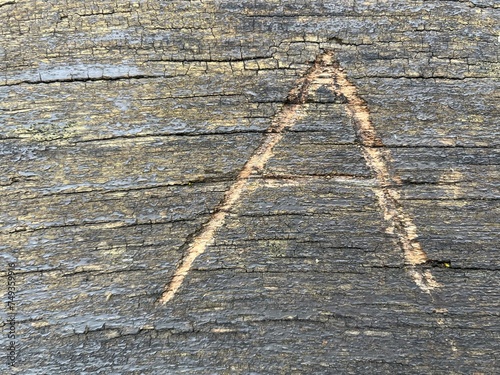 the letter A is carved into the bark of a tree