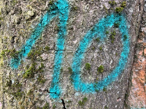 A blue number 10 painted on a bark of a tree