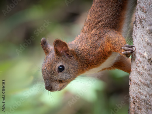Red squirrel on a tree trunk looking upside down at the camera