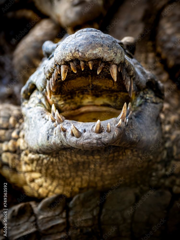 Obraz premium Cuban crocodiles ferocious open mouth revealing sharp teeth, poised to attack, capturing the raw essence of this carnivorous predator in action, a thrilling portrait of nature's aggression and beauty.